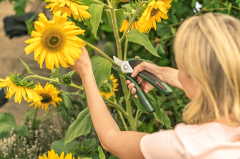 Bosch EasyPrune