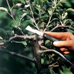 Fiskars 125900-1001625 Aşı Bıçağı K60