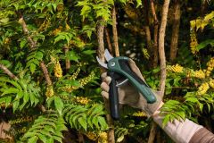 Bosch EasyPrune Bahçe Makası